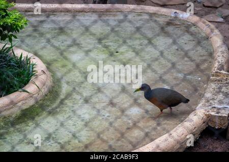 A Grey-necked wood rail (Aramides cajaneus - species of bird in the family Rallidae) crossing a crystal clear pond inside his cage. Stock Photo