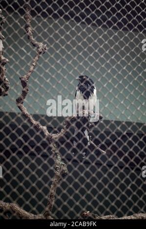 A Magpie tanager (Cissopis leverianus - a South American species of tanager) perched on a tree branch inside his cage in Belo Horizonte zoo. Stock Photo