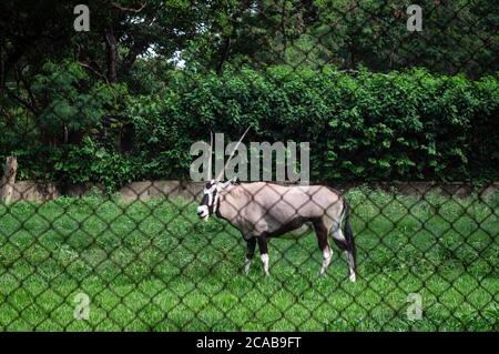 A Gemsbok (Oryx gazella - a large antelope in the genus Oryx) standing on the grass field of his animal enclosure in Belo Horizonte zoo. Stock Photo