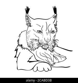 Sketch style portrait of lynx isolated on white background. Wild bobcat black and white sketch icon. Wildcat looking straight forward. Stock vector Stock Vector