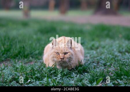 cat squatting on the grass Stock Photo