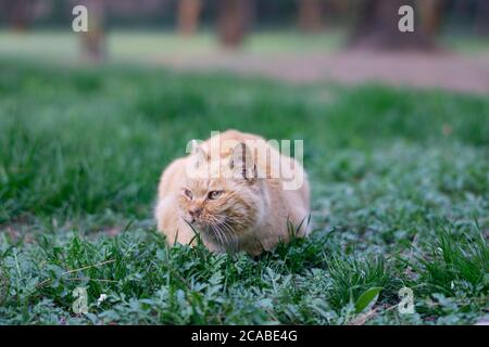 cat squatting on the grass Stock Photo