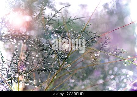 Water drops left on pine branches after rain for photo background. Stock Photo