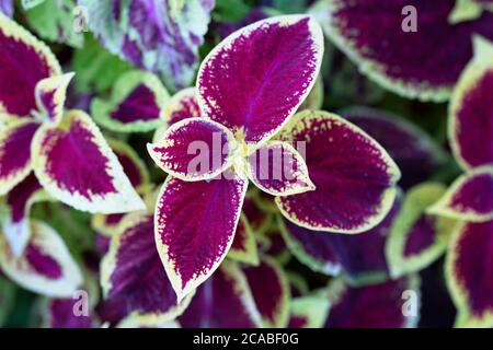 Coleus, Solenostemon scutellarioides, plant Stock Photo