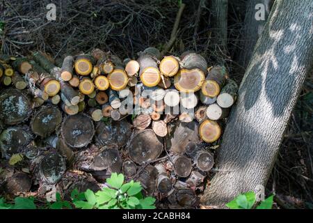 Stacked bundle of tree logs in a woodland forest setting, with low angle sun casting shadows upon a nearby tree Stock Photo
