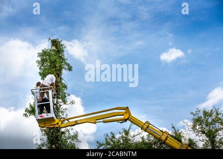Two arborist men in the air, cloudy sky, on yellow elevator, basket with controls, cutting off dead cherry tree, with chain saw in the hands. Concept Stock Photo