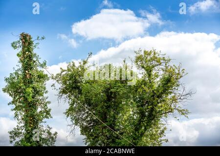 Two arborist men in the air, cloudy sky, on yellow elevator, basket with controls, cutting off dead cherry tree, with chain saw in the hands. Concept Stock Photo