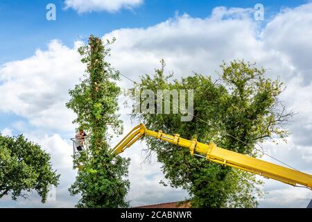 Two arborist men in the air, cloudy sky, on yellow elevator, basket with controls, cutting off dead cherry tree, with chain saw in the hands. Concept Stock Photo
