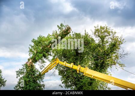 Two arborist men in the air, cloudy sky, on yellow elevator, basket with controls, cutting off dead cherry tree, with chain saw in the hands. Tree hea Stock Photo