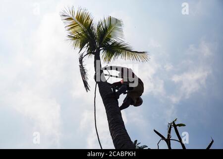 Unidentified arborist silhouette man cutting off coconut tree, with chain saw in the hands. TConcept of agriculture deforestation and dangerous work Stock Photo