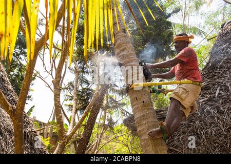 PUDUCHERRY, INDIA - MARCH Circa 2019. Unidentified arborist man cutting off coconut tree, with chain saw in the hands. Concept of agriculture deforest Stock Photo