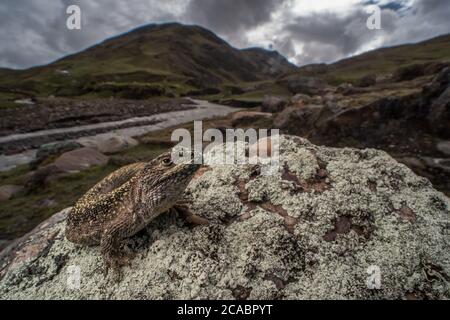 A Liolaemus lizard basks on a stone on a cold day high up in the Andes mountains where these lizards occur. Stock Photo
