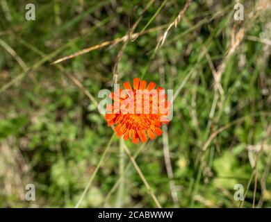 Single isolated Pilosella aurantiaca also known as fox-and-cubs or orange hawk bit, Stock Photo