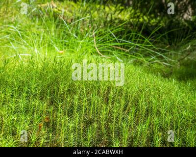 Polytrichastrum formosum commonly called haircap moss or hair moss natural texture background. Stock Photo