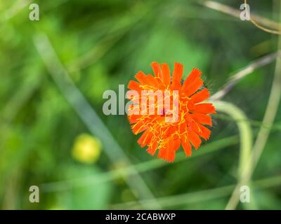 Single isolated Pilosella aurantiaca also known as fox-and-cubs or orange hawk bit, Stock Photo