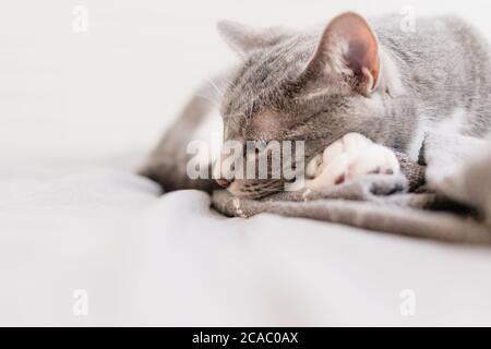 Grey cat peaking Stock Photo