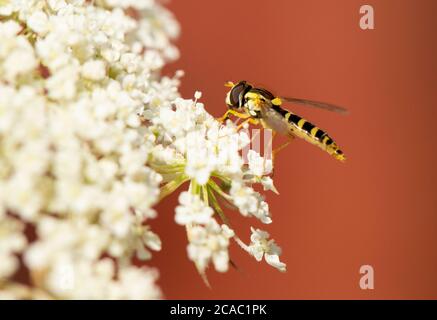 Hoverfly, Fly, perched on a flower in a British Meadow, Summer, July 22020 Stock Photo