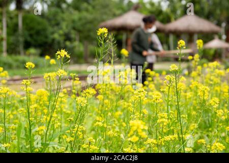 Yellow flower of fresh organic Chinese Cabbage or Choi sum vegetable in garden. Stock Photo