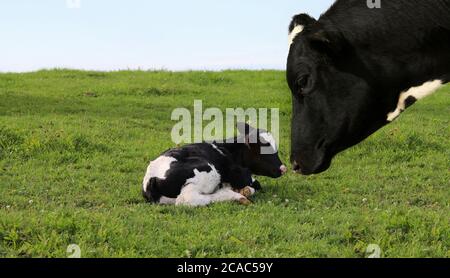 Black mother cow with her little black and white calf sitting on the grass Stock Photo