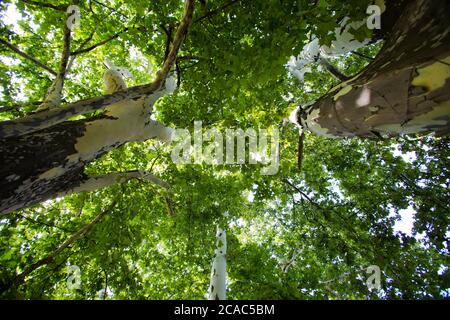 The Budapest City Park, also known as Városliget Park Stock Photo