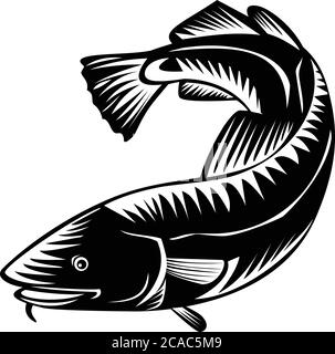 Woodcut style illustration of an Atlantic cod Gadus morhua, a ...