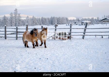 Yakut horses in the village of Oymyakon, the temperature of -40 degrees ...