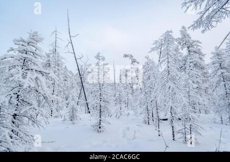 Snowy forest in the Republic of Sakha, Kolyma tract, the Russian North Stock Photo