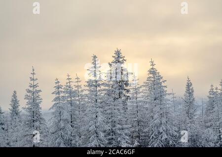 Snowy forest in the Republic of Sakha, Kolyma tract, the Russian North Stock Photo