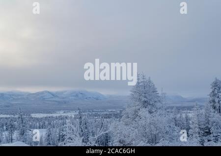 Snowy forest in the Republic of Sakha, Kolyma tract, the Russian North Stock Photo