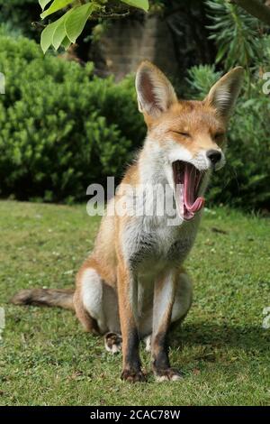 An urban red fox yawning Stock Photo