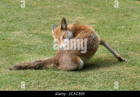 An urban red fox preening itself Stock Photo