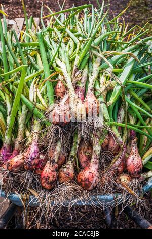 Freshly pulled shallot onions with roots and stacks, in a wheelbarrow. Stock Photo