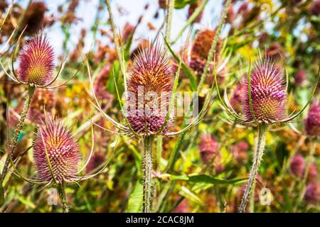 Common teasel plugs, dipsacus fullonum, growing wild. Stock Photo