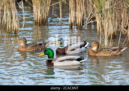 Mallard (Anas platyrhynchos) male and females swimming in the water. Photographed in Israel, in September Stock Photo