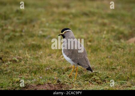 The spot-breasted lapwing (Vanellus melanocephalus) is a species of bird in the family Charadriidae. It is endemic to the Ethiopian highlands. Photogr Stock Photo