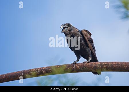 Thick-billed raven (Corvus crassirostris). This bird is the largest member of the raven family and is also the largest perching bird (Passeriformes) r Stock Photo