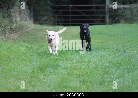 Running labradors Stock Photo