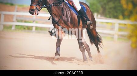 A bay fast sports horse with a rider in the saddle gallops across the sandy arena, kicking up dust with its hooves, on a sunny, warm summer day. Stock Photo