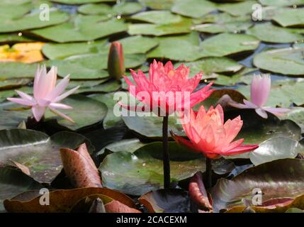 Beijing, Beijing, China. 6th Aug, 2020. BeijingÃ¯Â¼Å'CHINA-On August 3, 2020, in the middle of summer, colorful water lilies bloom in The Lotus Pond Park in Beijing. Credit: SIPA Asia/ZUMA Wire/Alamy Live News Stock Photo