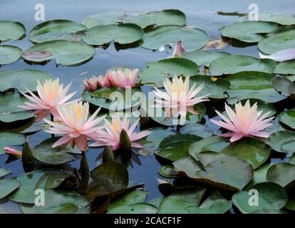 Beijing, Beijing, China. 6th Aug, 2020. BeijingÃ¯Â¼Å'CHINA-On August 3, 2020, in the middle of summer, colorful water lilies bloom in The Lotus Pond Park in Beijing. Credit: SIPA Asia/ZUMA Wire/Alamy Live News Stock Photo