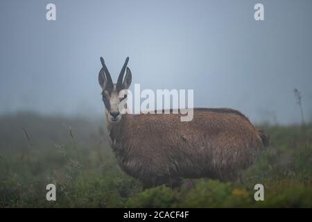 Chamois in the fog Stock Photo