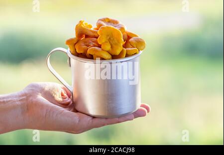 Fresh chanterelle mushrooms in an aluminum mug. A female hand holds a mug with forest mushrooms. Close up. Stock Photo