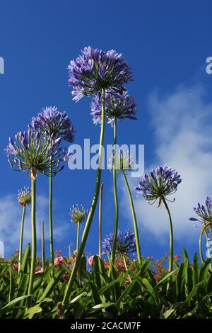 Group of Agapanthus