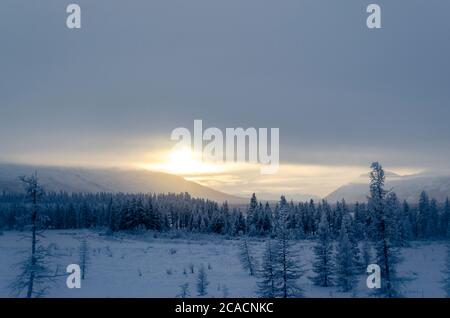 Snowy forest in the Republic of Sakha, Kolyma tract, the Russian North Stock Photo