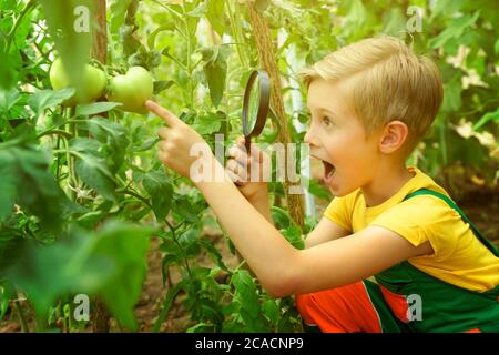 A boy gardener is looking at tomatoes  through a magnifying glass in a greenhouse. Stock Photo