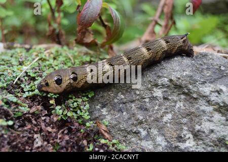 Elephant Hawk-Moth Caterpillar Stock Photo