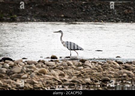 Belgrade, Serbia. 6th August, 2020. A heron in the river during the new Coronavirus disease (COVID-19) after the decrease of coronavirus infected in Serbia. The number of coronavirus infections is decreasing throughout Serbia. The government mandates the mandatory use of masks indoors and outdoors to halt the spread of the coronavirus disease (COVID-19). Credit: Nikola Krstic/Alamy Live News Stock Photo