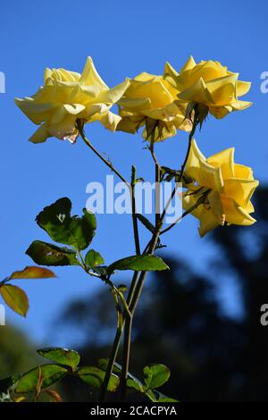 yellow roses Stock Photo