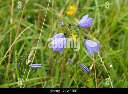 Harebells, Arnside, Cumbria, UK. Stock Photo