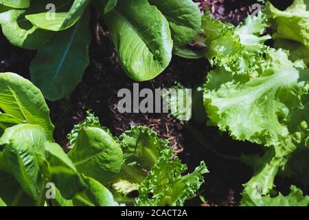 green leaf lettuce and  Frillice Iceberg Lettuce and green cos lettuce on organic   vegetables salad  food background Stock Photo